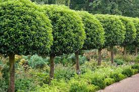 Enhancing your garden with Portuguese laurel